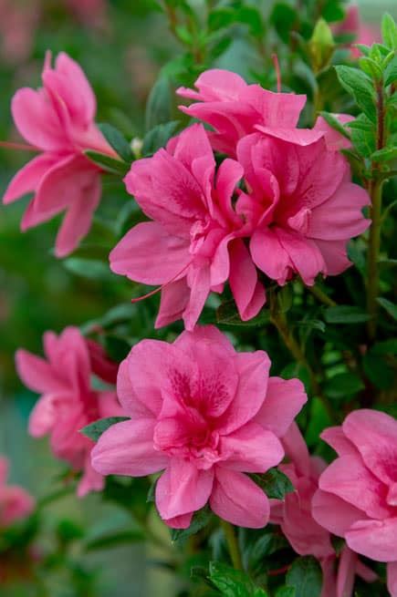 encore azelea|encore azalea website.